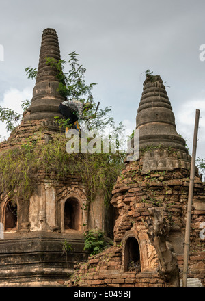 Mann entfernen Vegetation aus alten Stupas, Inn Thein, Inle-See, Myanmar Stockfoto