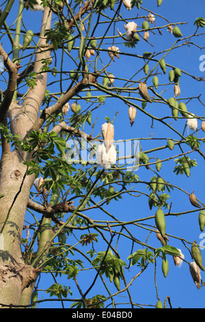 Kapok-Baum Vietnam Mekong Delta Stockfoto