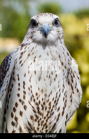 Schuss von einem schönen Raubvogel zu schließen Stockfoto