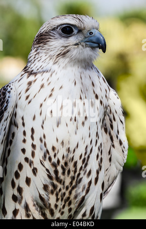 Schuss von einem schönen Raubvogel zu schließen Stockfoto