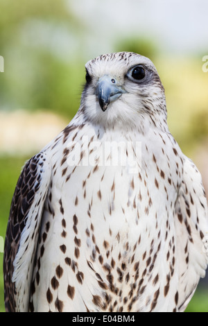 Schuss von einem schönen Raubvogel zu schließen Stockfoto