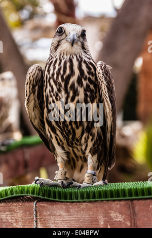 Schuss von einem schönen Raubvogel zu schließen Stockfoto