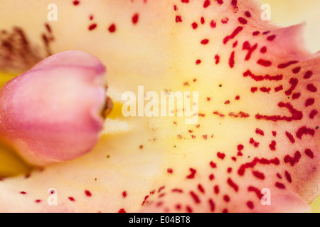 Extreme Makroaufnahme einer bunten rote Blume Stockfoto