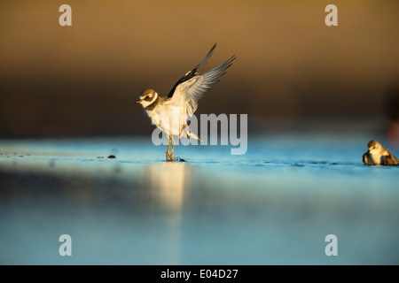 Semipalmated Regenpfeifer, Charadrius Semipalmatus starrte um zu fliegen, steigt seine Flügel am Strand Sandy Hook Northern New Jersey Stockfoto