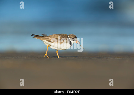 Semipalmated Regenpfeifer Charadrius Semipalmatus, mit einem Strand Wurm stecken um seine Zunge zu Sandy Hook Strand Northern New Jersey Stockfoto