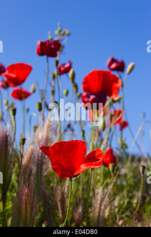 Schöne Mohn wächst in einem Feld zusammen mit anderen Blumen und Pflanzen Stockfoto