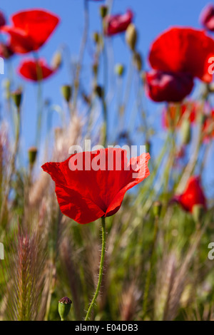 Schöne Mohn wächst in einem Feld zusammen mit anderen Blumen und Pflanzen Stockfoto