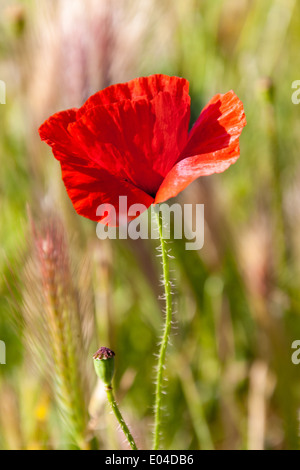 Schöne Mohn wächst in einem Feld zusammen mit anderen Blumen und Pflanzen Stockfoto