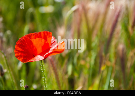 Schöne Mohn wächst in einem Feld zusammen mit anderen Blumen und Pflanzen Stockfoto