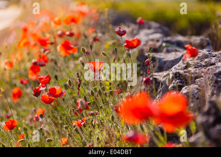 Schöne Mohn wächst in einem Feld zusammen mit anderen Blumen und Pflanzen Stockfoto