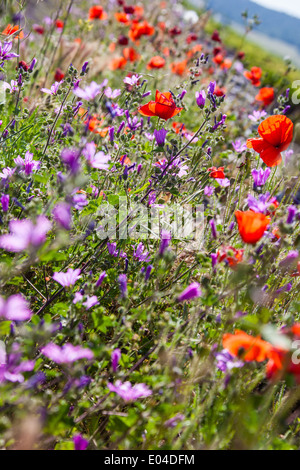 Schöne Mohn wächst in einem Feld zusammen mit anderen Blumen und Pflanzen Stockfoto