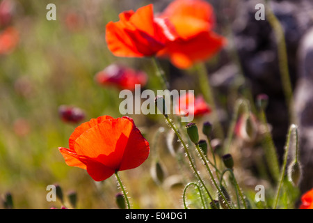 Schöne Mohn wächst in einem Feld zusammen mit anderen Blumen und Pflanzen Stockfoto