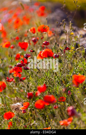 Schöne Mohn wächst in einem Feld zusammen mit anderen Blumen und Pflanzen Stockfoto