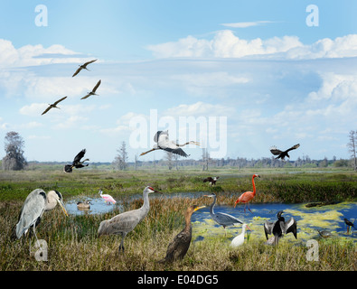 Florida Wetlands Collage mit Vögel und andere Tiere Stockfoto