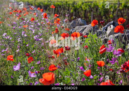 Schöne Mohn wächst in einem Feld zusammen mit anderen Blumen und Pflanzen Stockfoto