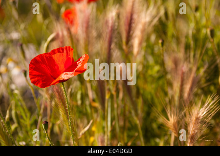 Schöne Mohn wächst in einem Feld zusammen mit anderen Blumen und Pflanzen Stockfoto
