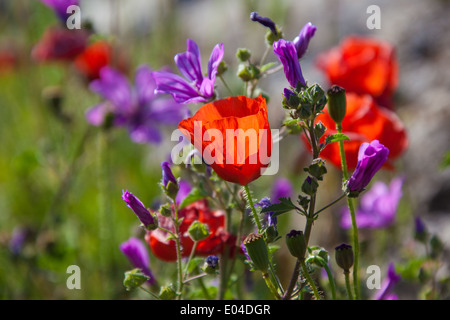 Schöne Mohn wächst in einem Feld zusammen mit anderen Blumen und Pflanzen Stockfoto