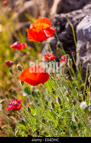 Schöne Mohn wächst in einem Feld zusammen mit anderen Blumen und Pflanzen Stockfoto