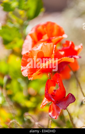 Schöne Mohn wächst in einem Feld zusammen mit anderen Blumen und Pflanzen Stockfoto