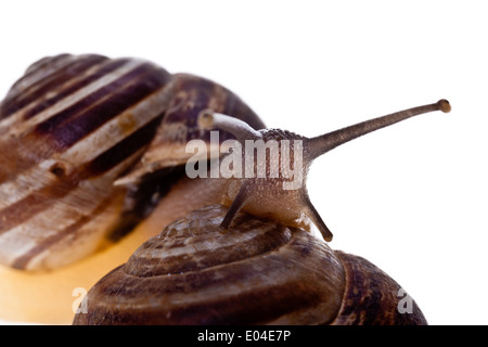 Extreme Makro einer Allmende-Schnecke Stockfoto