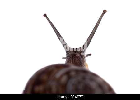 Extreme Makro einer Allmende-Schnecke Stockfoto