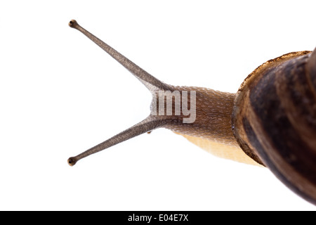 Extreme Makro einer Allmende-Schnecke Stockfoto