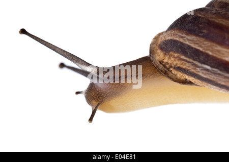 Extreme Makro einer Allmende-Schnecke Stockfoto