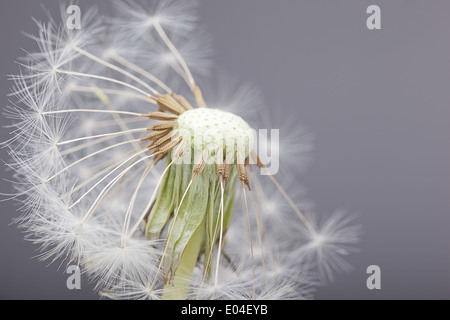 Makroaufnahme einer halben geblasen Löwenzahn Stockfoto