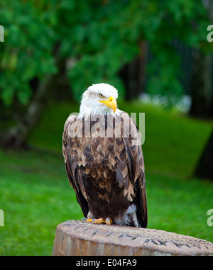 Seeadler mit weißem Kopf stehend Stockfoto