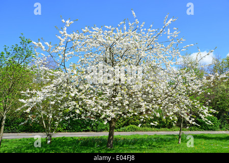 Baum in Blüte, Station Approach, Virginia Water, Surrey, England, Vereinigtes Königreich Stockfoto