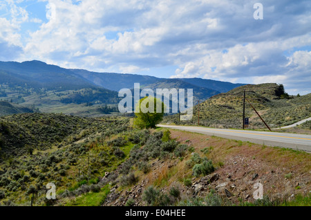 Einsamer Baum entlang einer Autobahn in der Okanagan Region von British Columbia, Kanada.  In der Nähe von Osoyoos.  Berge, Bürste, Sommer. Stockfoto