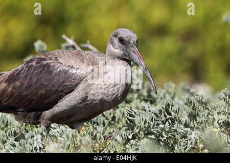 Hadeda Ibis (Bostrychia Hagedash) in den Büschen am Boulders Beach in der Nähe von Simons Town, Südafrika. Stockfoto