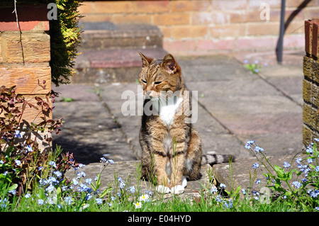 Tabby Katze im Garten, Stanwell Moor, Surrey, England, Vereinigtes Königreich Stockfoto