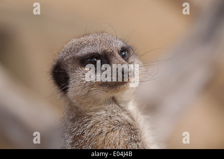 Alert Erdmännchen-Porträt Stockfoto