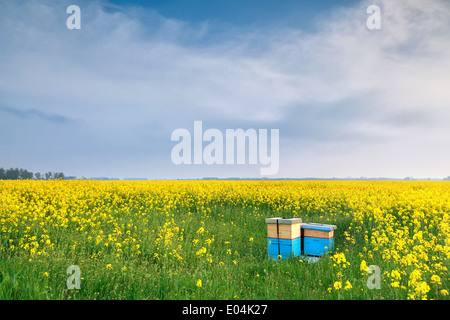 Raps-Blüten und Bienenstock über blauen Himmel im Frühjahr Stockfoto