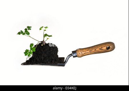 Junge Pflanze auf einer Kelle für die Transplantation. Stockfoto