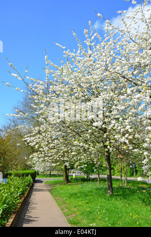 Baum in Blüte, Station Approach, Virginia Water, Surrey, England, Vereinigtes Königreich Stockfoto