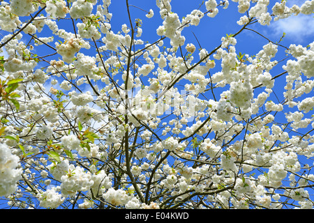 Baum in Blüte, Station Approach, Virginia Water, Surrey, England, Vereinigtes Königreich Stockfoto