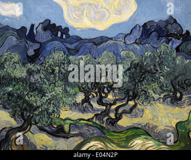 Vincent Van Gogh, der Olivenbume Stockfotografie - Alamy
