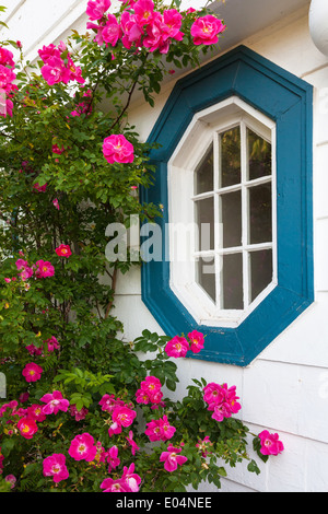 Schöne 'William Baffin' Rugosa Rosen wachsen um eine dekorative Fenster auf einem älteren Stil nach Hause. Stockfoto