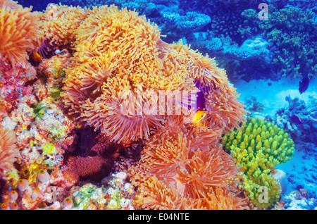 Clown Fische schwimmen im Korallengarten, schöne Unterwasser-Natur, majestätische Unterwasserwelt, Tauchen auf den Malediven-Insel Stockfoto