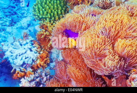 Clown Fische schwimmen in der Nähe von bunten Korallen, abstrakte natürlichen Hintergrund, schöne Tierwelt, herrliche Natur des Indischen Ozeans Stockfoto