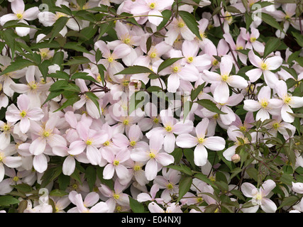 Nahaufnahme der frühen Blüte Clematis Montana Rubens produzieren blasse rosa Blüten in ein Alsager Garten Cheshire England Stockfoto