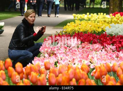 Lisse, Niederlande. 1. Mai 2014. Menschen besuchen den Garten der Keukenhof in Lisse, Niederlande, 1. Mai 2014. Keukenhof, auch bekannt als Garten Europas, ist der weltweit berühmteste Tulpe Garten, befindet sich in Lisse, Niederlande. Keukenhof ist mit Touristen, die Form auf der ganzen Welt kommen in der Regel von Mitte März bis Mitte Mai geöffnet. Bildnachweis: Gong Bing/Xinhua/Alamy Live-Nachrichten Stockfoto