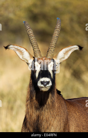 Portrait einer männlichen Roan Antilope (Hippotragus Spitzfußhaltung). Südafrika Stockfoto