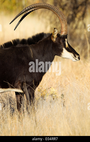 Porträt der Rappenantilope (Hippotragus Niger). Südafrika Stockfoto