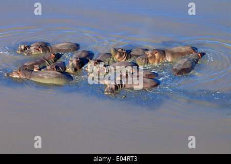 Luftaufnahme des Nilpferd im Wasser. Nilpferd. (Hippopotamus Amphibius) Südafrika Stockfoto