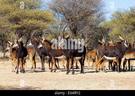 Kleine Gruppe von Rappenantilope (Hippotragus Niger). Südafrika Stockfoto