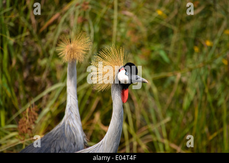 zwei graue gekrönt Kran Vögel am Lake Bunyonyi in Uganda Stockfoto