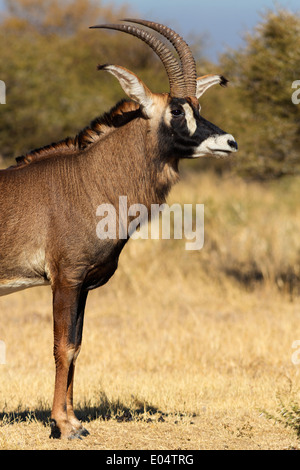 Portrait einer männlichen Roan Antilope (Hippotragus Spitzfußhaltung). Südafrika Stockfoto